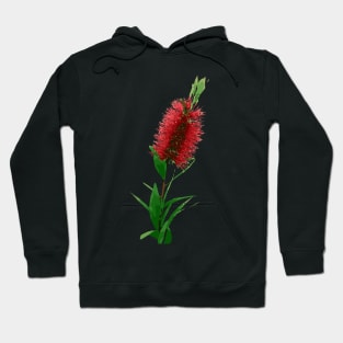 Bottlebrush Australian Native Flower - Red Hoodie